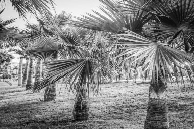 Deniz havuzu arka planında bir palmiye ağacı var.