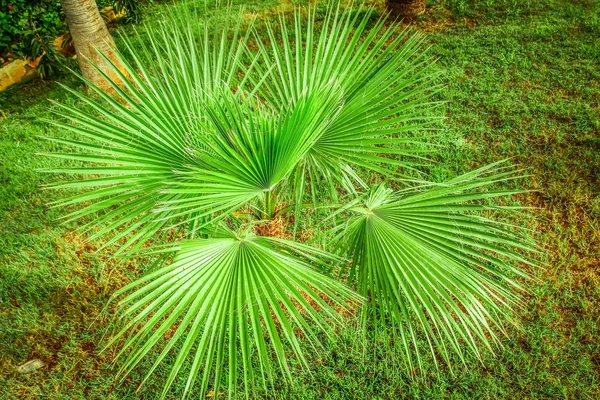 Palmy na přírodě u moře bazén pozadí — Stock fotografie