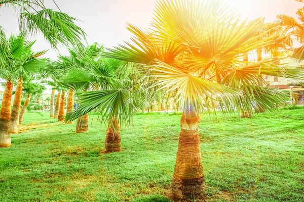 Deniz havuzu arka planında bir palmiye ağacı var. — Stok fotoğraf