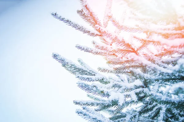 Iarna copac în parc fundal — Fotografie, imagine de stoc