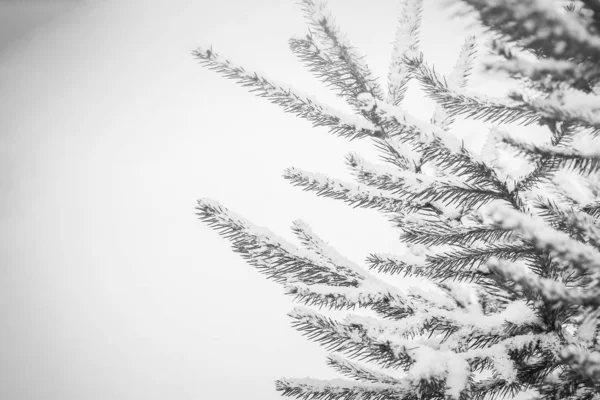 Drzewo zimowe w tle parku — Zdjęcie stockowe