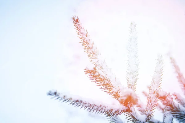 Árbol de invierno en el fondo del parque — Foto de Stock