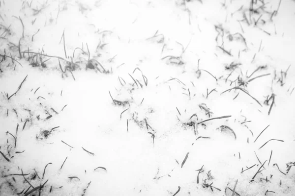 Piękna trawa piękna trawa ze śniegu — Zdjęcie stockowe