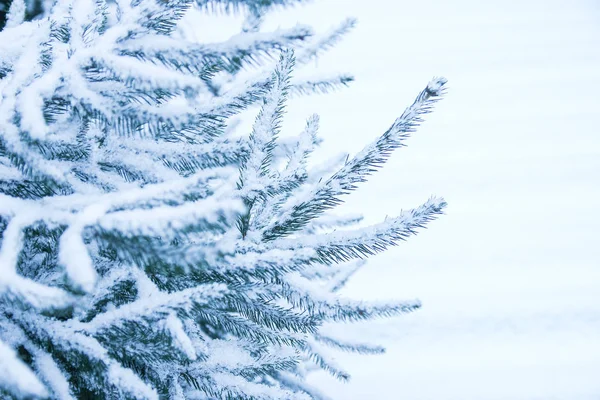 Winterboom in park achtergrond — Stockfoto
