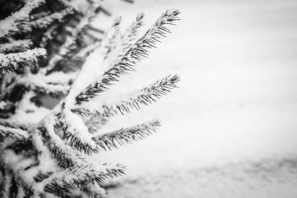 Albero invernale sullo sfondo del parco — Foto Stock