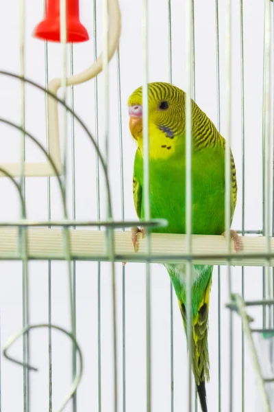 Mooie gelukkig papegaai in een kooi op de achtergrond — Stockfoto