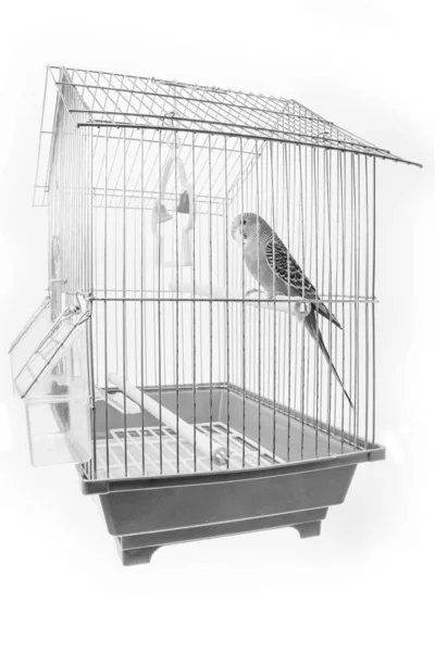 Beautiful happy parrot in a cage in the background — Stock Photo, Image