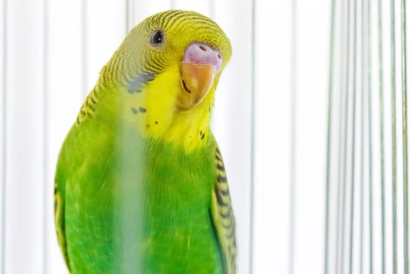 Mooie gelukkig papegaai in een kooi op de achtergrond — Stockfoto