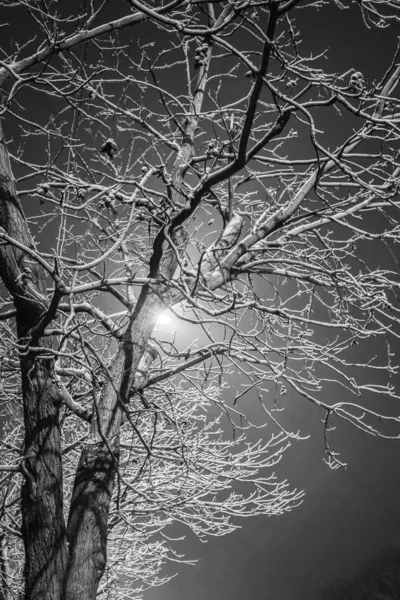 Árboles cerca de la carretera en la noche de invierno en la naturaleza —  Fotos de Stock