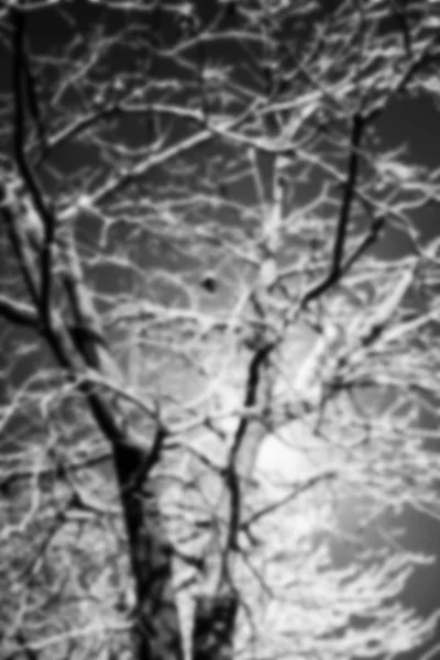 Träd nära vägen i vinterkväll i naturen — Stockfoto