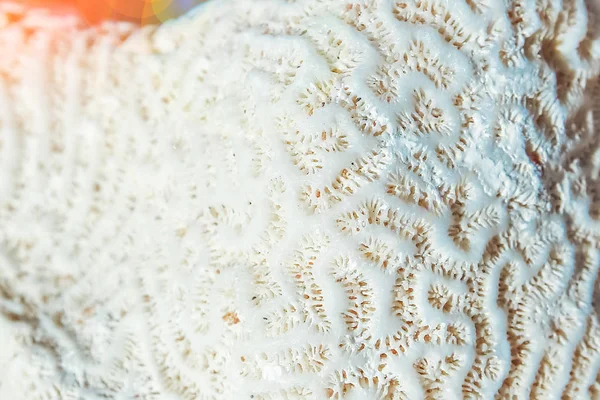 Coral elegantemente bonito no fundo da costa do mar — Fotografia de Stock