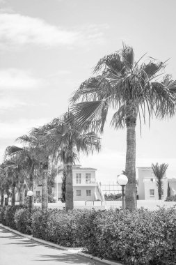 Deniz kıyısındaki güzel palmiye ağacı doğa arka planında