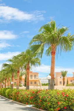 Deniz kıyısındaki güzel palmiye ağacı doğa arka planında