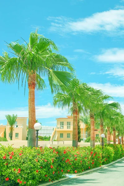 Beau palmier près du bord de mer sur fond de nature — Photo