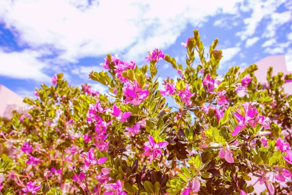 Belas flores perto da costa do mar no fundo do parque natural — Fotografia de Stock