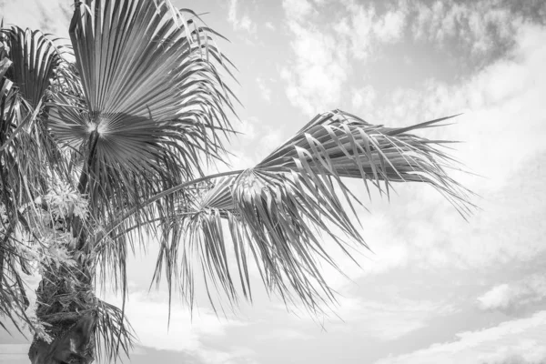 Vacker palm nära havet stranden på natur bakgrund — Stockfoto