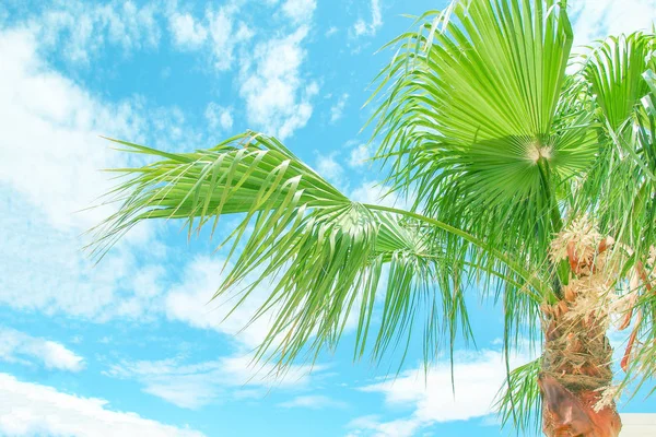 Hermosa palmera cerca de la orilla del mar en el fondo de la naturaleza — Foto de Stock