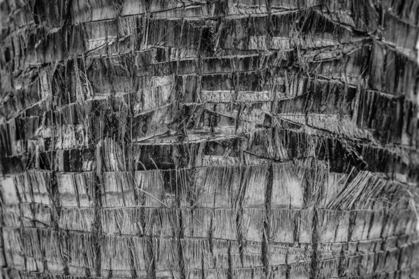 Schöne Baumstamm Nahaufnahme auf Natur Hintergrund — Stockfoto