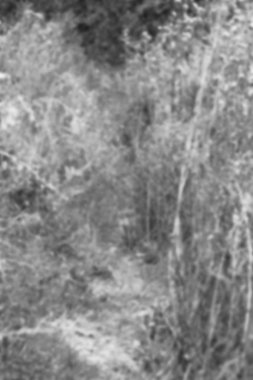 Doğada bir parkta güzel sonbahar arka plan