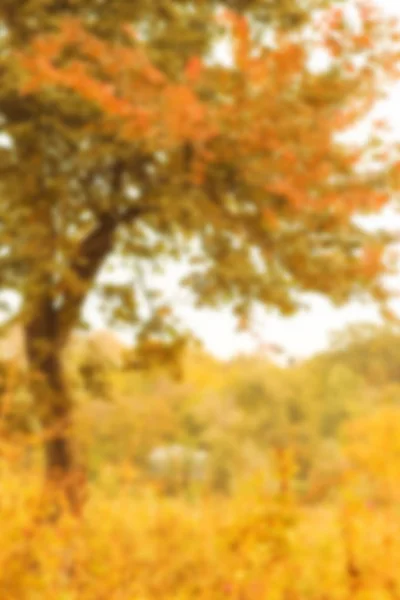 Vacker höst träd bakgrund i parken på naturen — Stockfoto