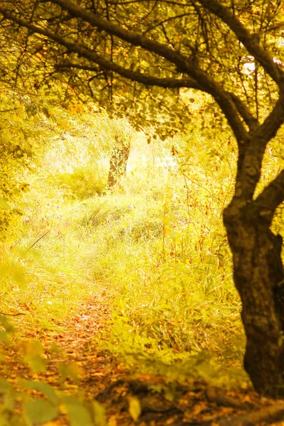 Beautiful autumn tree background in the park on the nature — Stock Photo, Image