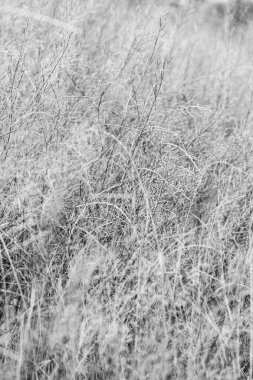 Doğada bir parkta güzel sonbahar arka plan