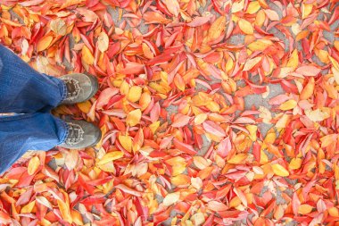 Ayaklar sonbaharda yaprakların arka planında bir arka planda