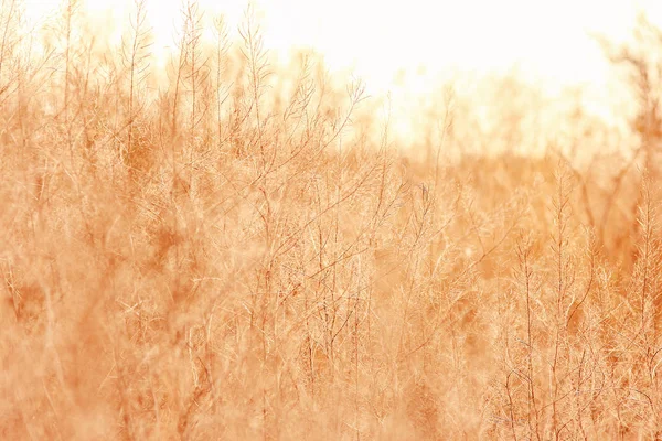 Fundo de outono bonito em um parque na natureza — Fotografia de Stock