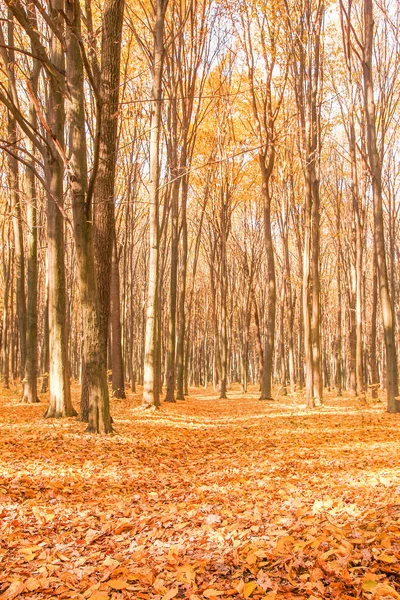 Le soleil brille à travers les arbres sur la route dans une forêt dorée — Photo