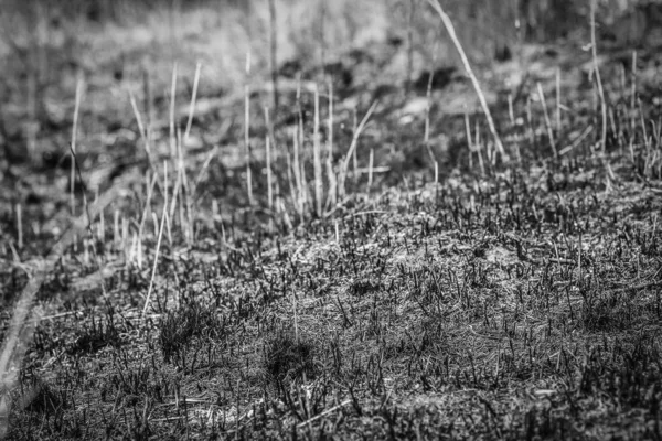 Vacker höst bakgrund i en Park på naturen — Stockfoto