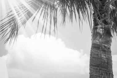 Deniz kıyısında, doğa arka planında güzel palmiyeler.