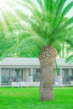 Deniz kıyısında, doğa arka planında güzel palmiyeler.