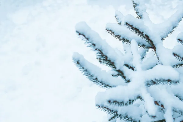 Baum Zweig Natur Winter Weihnachten Neujahr — Stockfoto