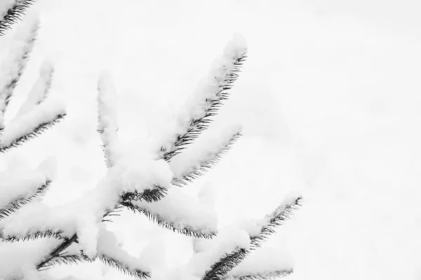 Albero ramo natura inverno Natale nuovo anno — Foto Stock