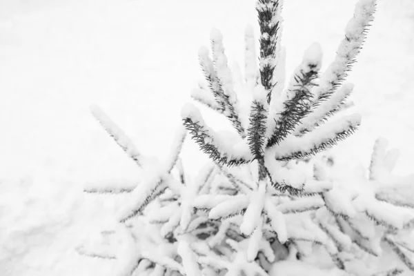 Albero ramo natura inverno Natale nuovo anno — Foto Stock