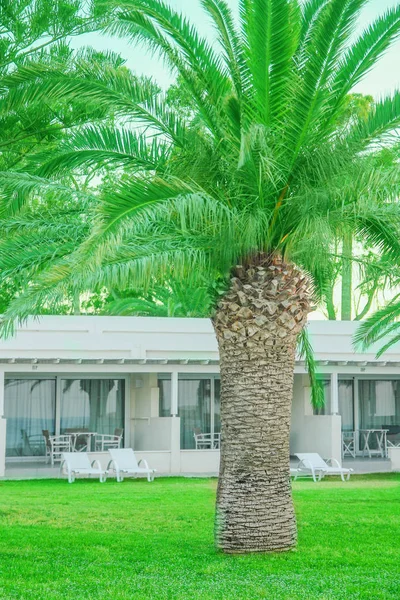 Vackra palmer på stranden vid poolen på natur bakgrund — Stockfoto
