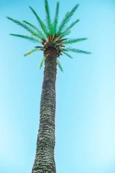 Hermosas palmeras en la orilla del mar en la piscina en el fondo de la naturaleza — Foto de Stock