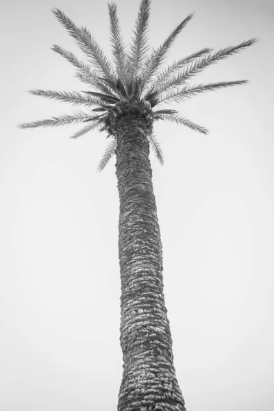 Belas palmas na beira-mar na piscina no fundo da natureza — Fotografia de Stock