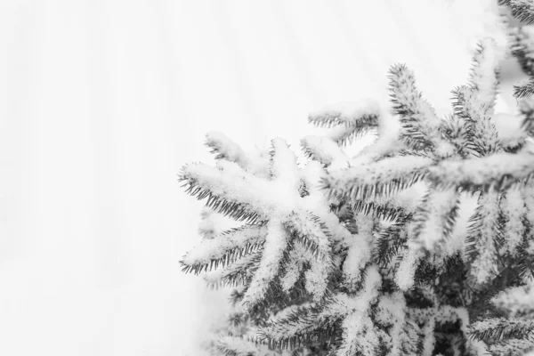 Strom větev příroda zima Vánoce nový rok — Stock fotografie