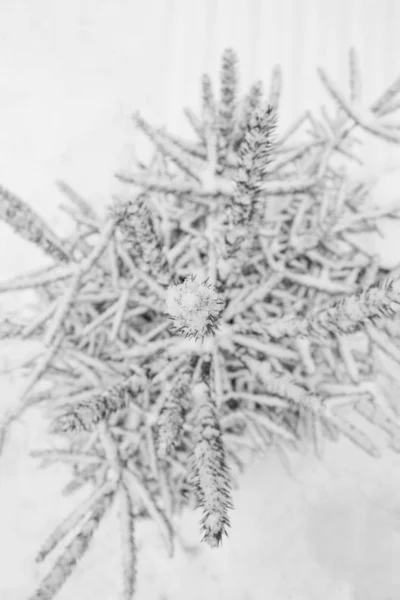 Baum Zweig Natur Winter Weihnachten Neujahr — Stockfoto
