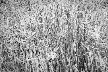 bir arka plan üzerinde kış parkı şık güzel doğa