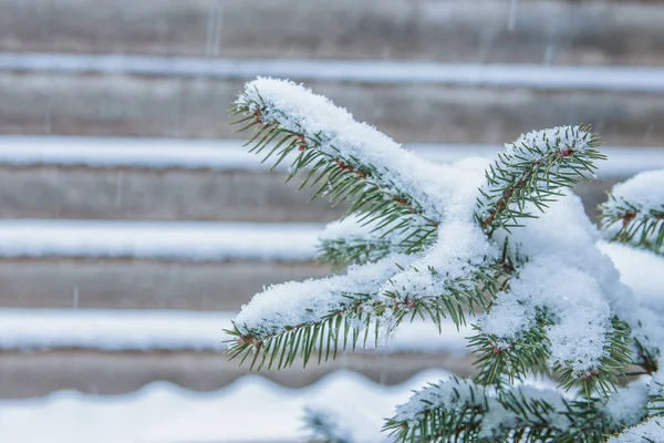 Boom tak natuur winter kerst nieuwjaar — Stockfoto