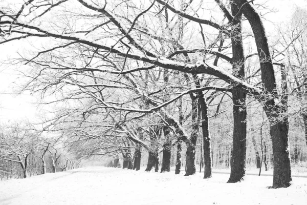 Стильная красивая природа зимой в парке на природе — стоковое фото