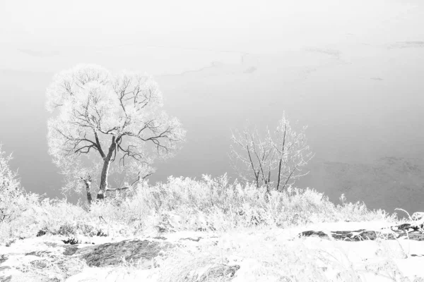 Stijlvolle prachtige natuur in de winter in een park op de natuur — Stockfoto