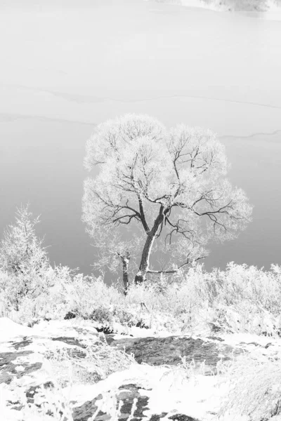 Stijlvolle prachtige natuur in de winter in een park op de natuur — Stockfoto