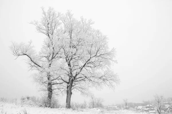 Κομψή όμορφη φύση το χειμώνα σε ένα πάρκο στη φύση — Φωτογραφία Αρχείου