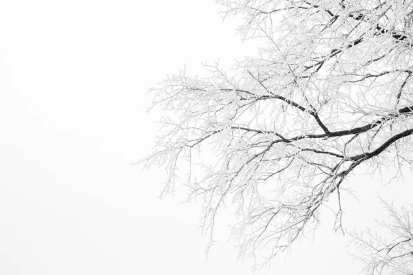 Stylish beautiful nature in winter park on a background — Stock Photo, Image