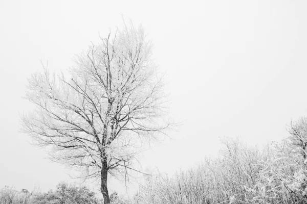 Stijlvolle prachtige natuur in de winter in een park op de natuur — Stockfoto
