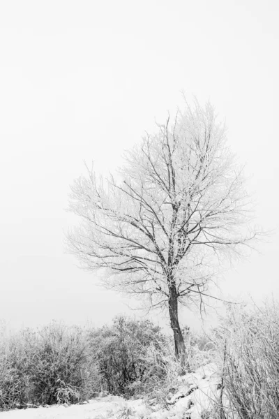 Elegante bella natura in inverno in un parco sulla natura — Foto Stock