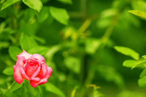 Flores de rosa no fundo da natureza — Fotografia de Stock